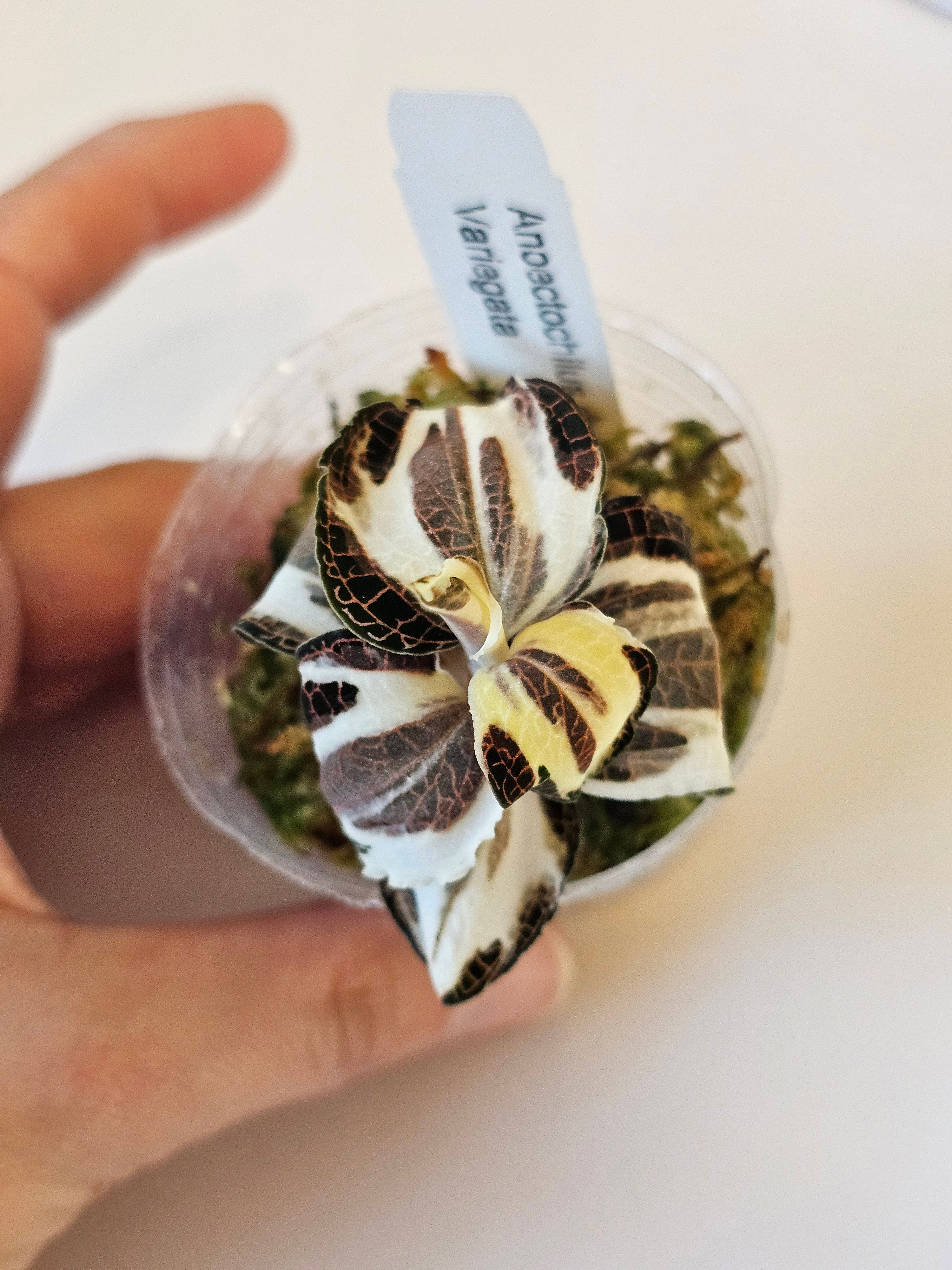 Anoectochilus Roxburghii Variegata