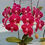 Thumbnail: Pre-order Phal. DO Black Lady