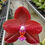 Thumbnail: Phalaenopsis LD Sun Dragon