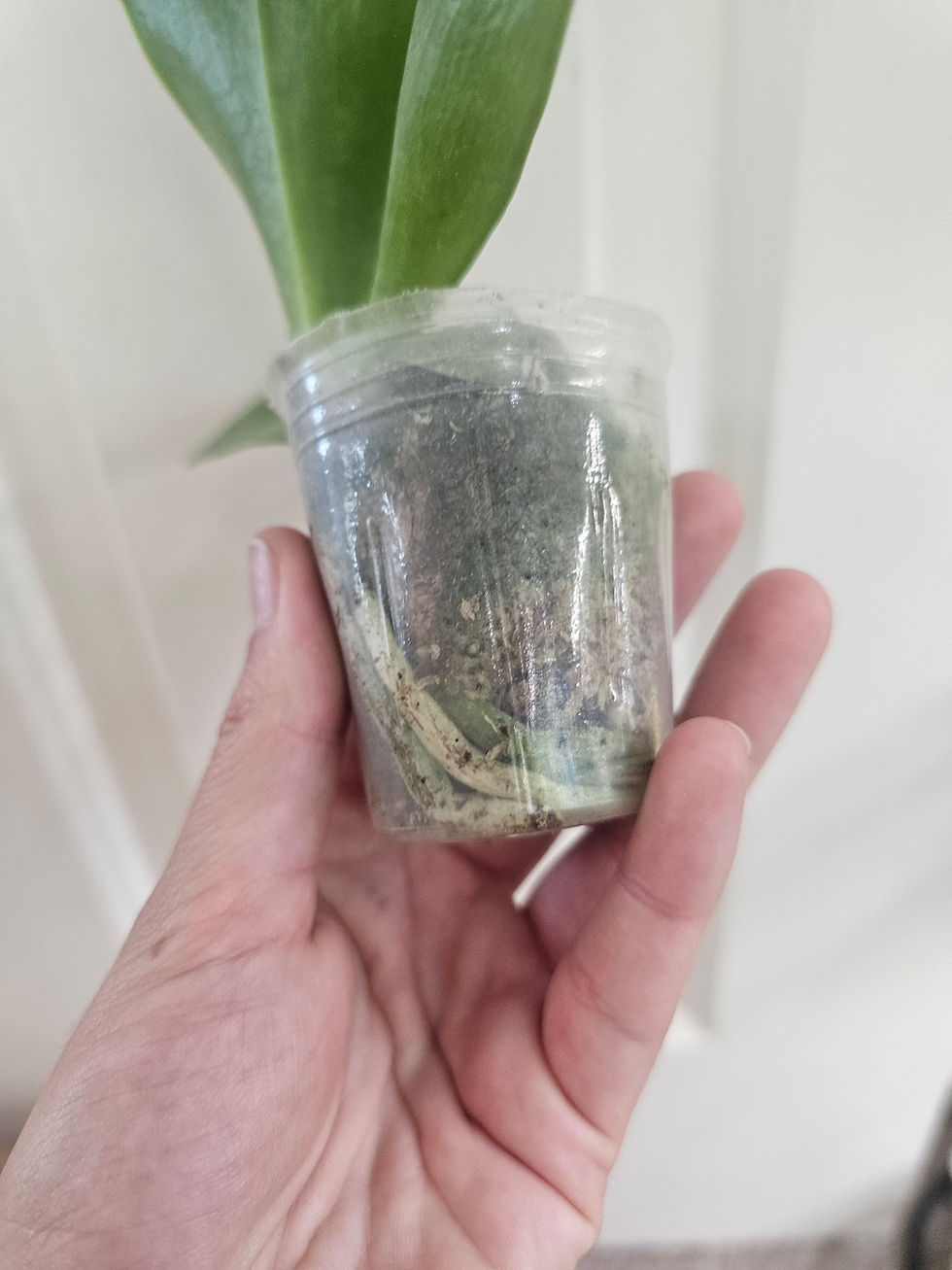 Thumbnail: Phal. Yaphon Gelacea