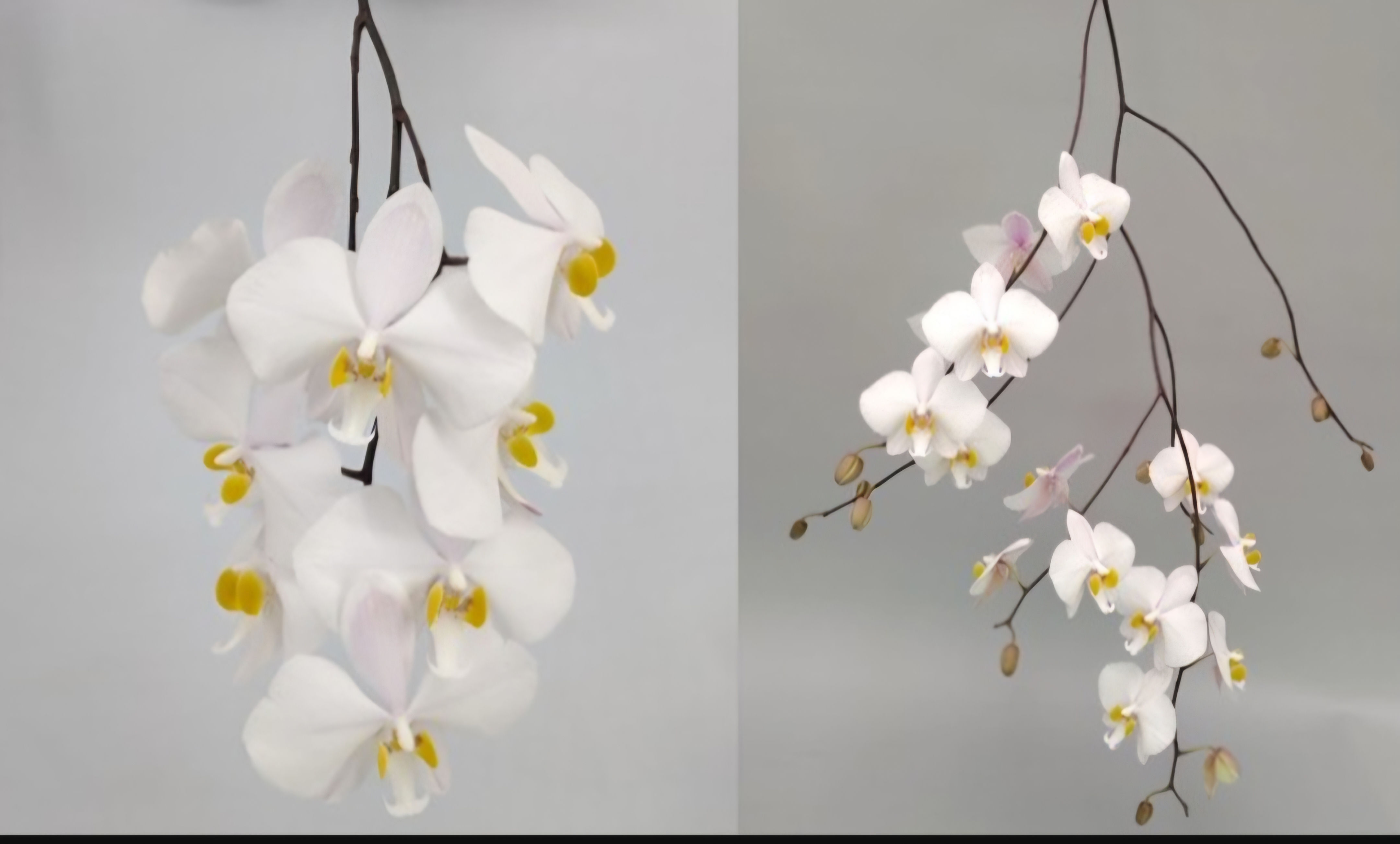 Phalaenopsis Philippinensis 