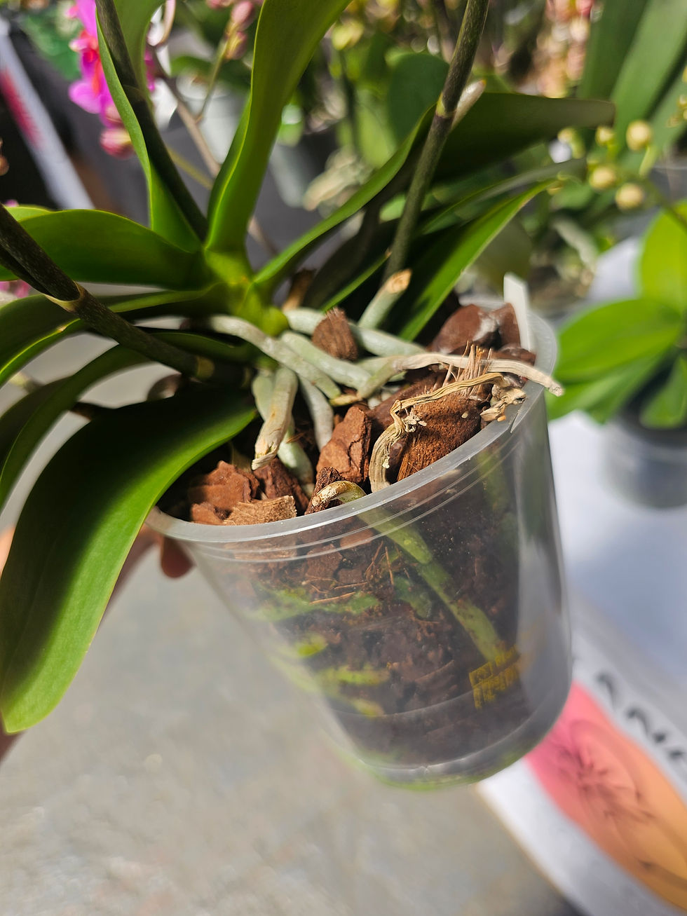 Thumbnail: Phal. Table Mystery 