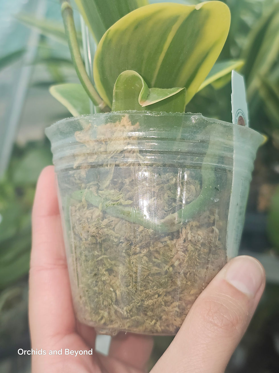 Thumbnail: Phal. Sogo Yenlin 'Coffee' (variegata & 2 eyes)