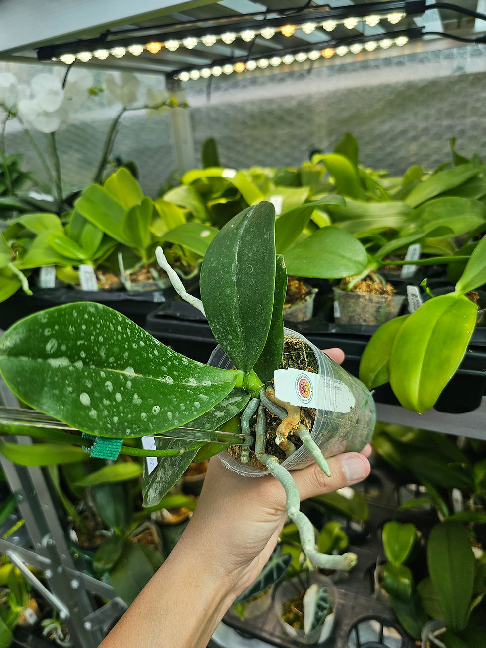 Thumbnail: Phal. Lucky Leopard '05206' (peloric)