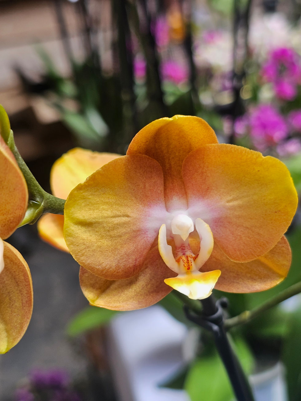 Thumbnail: Phalaenopsis Las Vegas 