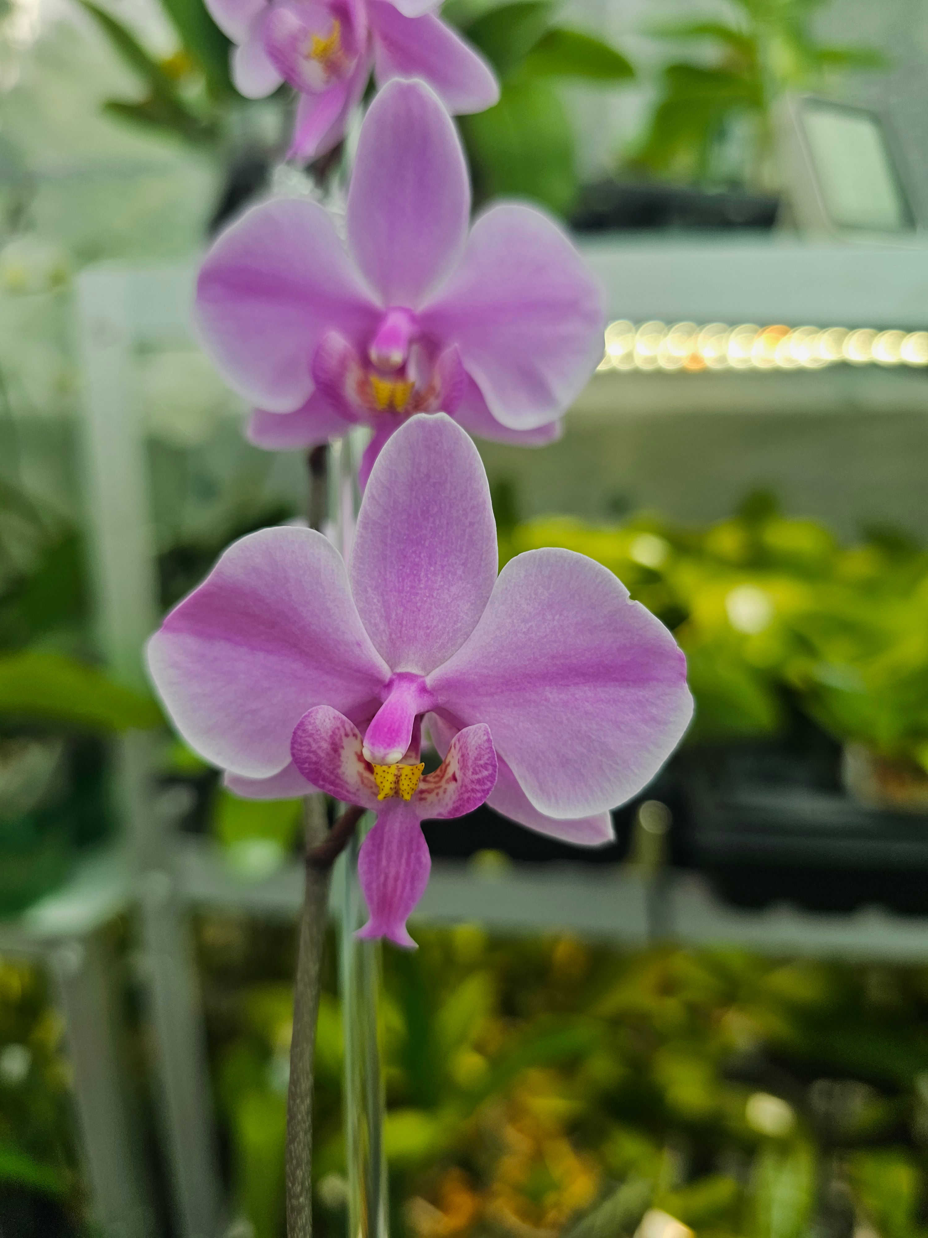 Phal. schilleriana × sib
