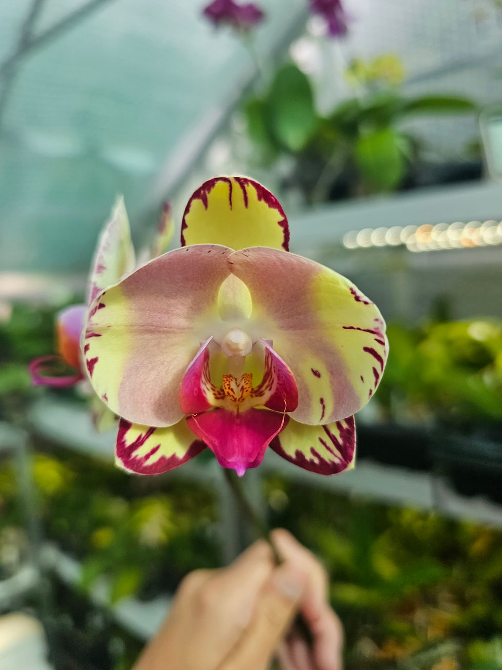 Thumbnail: Phal Miki Tipsy '3650'