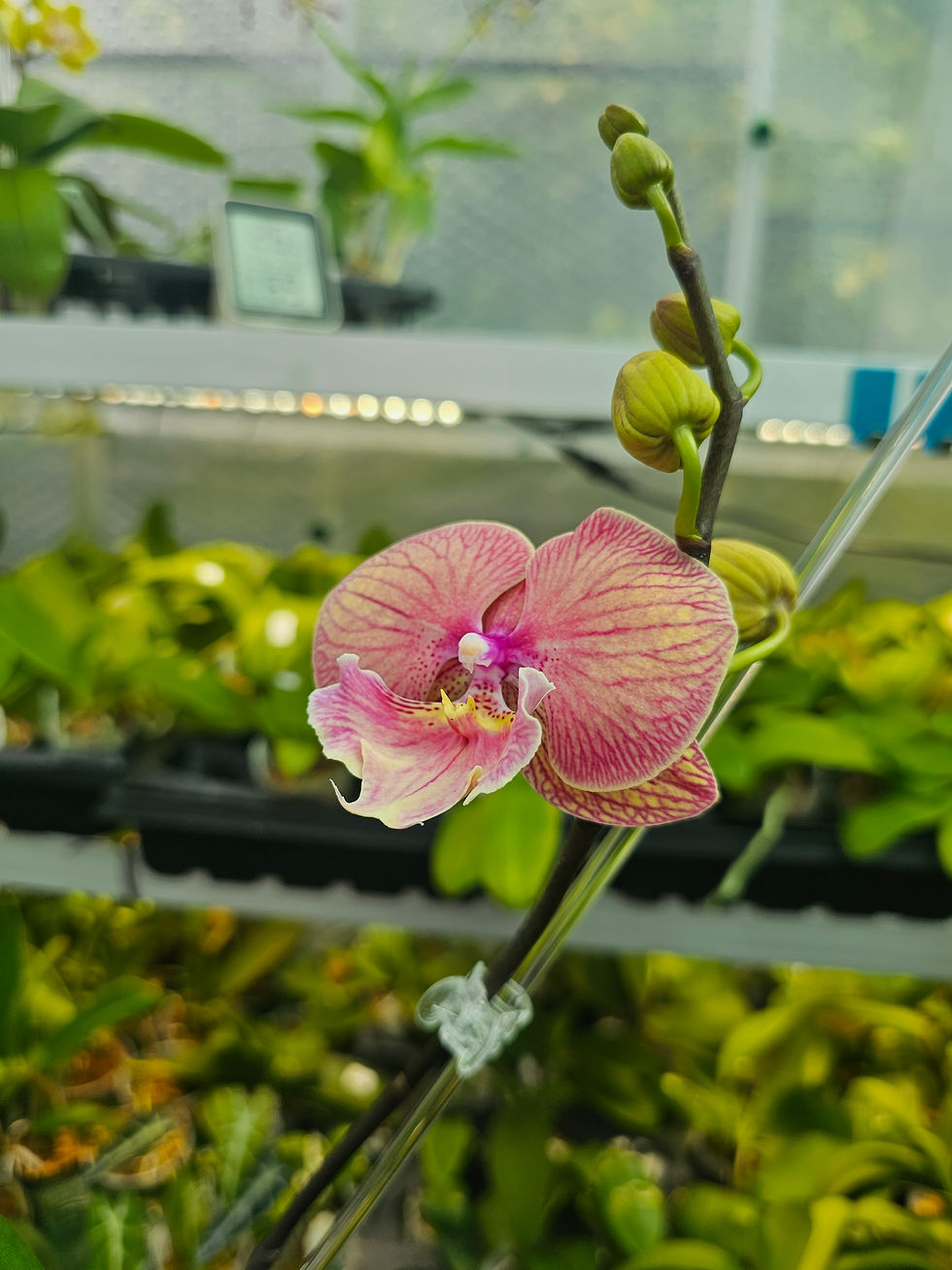 Thumbnail: Phal. Dragon Heart