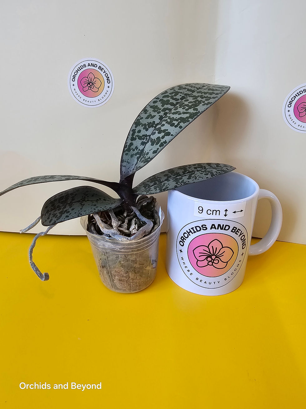 Thumbnail:  Phal. schilleriana 'Pink Butterfly' AM/AOS