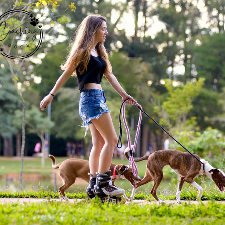 Les balades avec ton chien : fun ou frustration pour toi ?