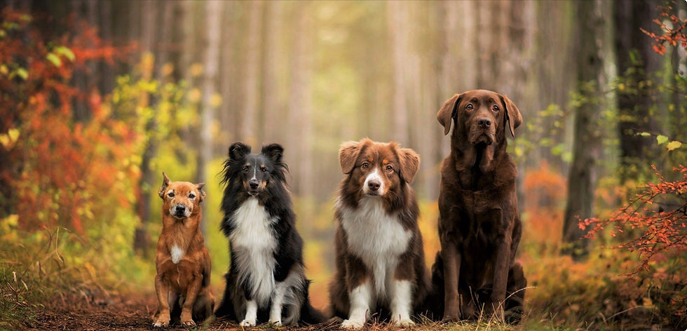Le suivi naturel : et si votre chien apprenait à vous garder à l’œil ?