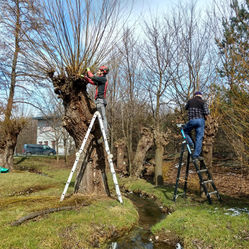 Ořez vrby na hlavu