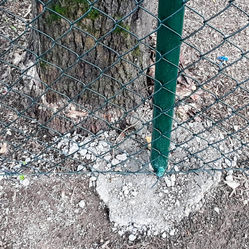 Betonová patka plotu v blízkosti kmene stromu