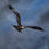 Thumbnail: The Red Kite