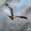 Thumbnail: The Red Kite