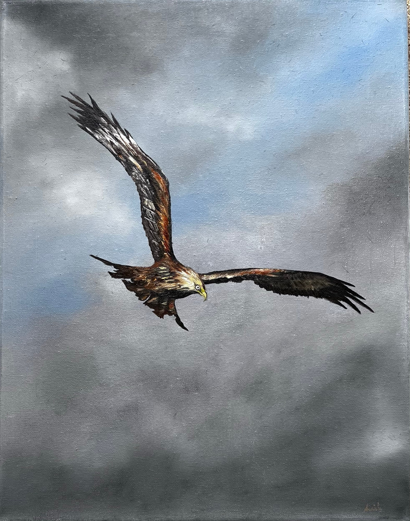 The Red Kite