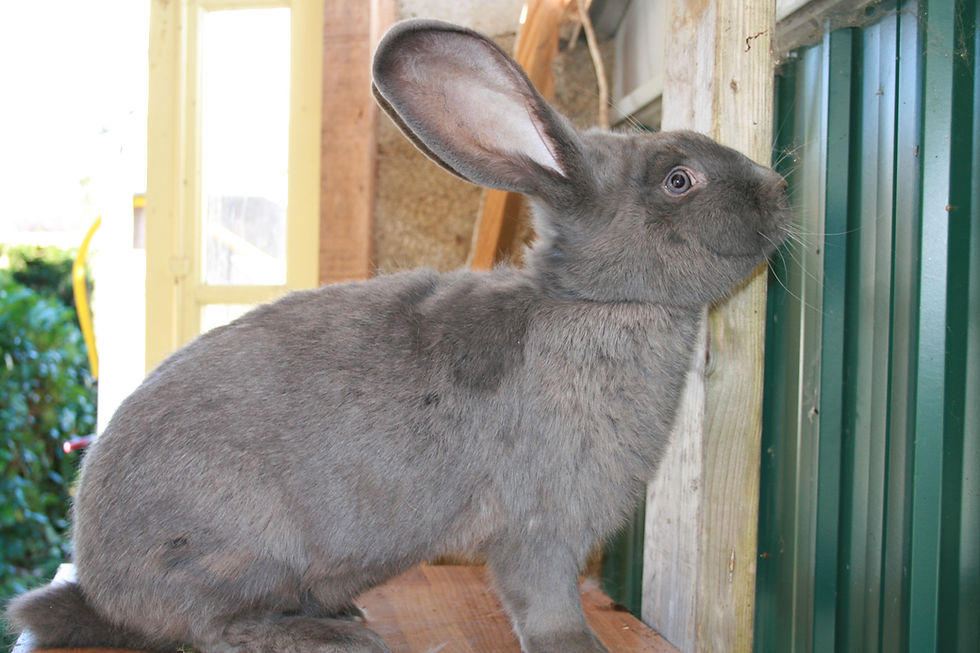 lapine Géant des Flandres bleue