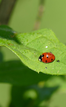 Marienkäfer auf Blatt - © Susanne E. Schwaiger