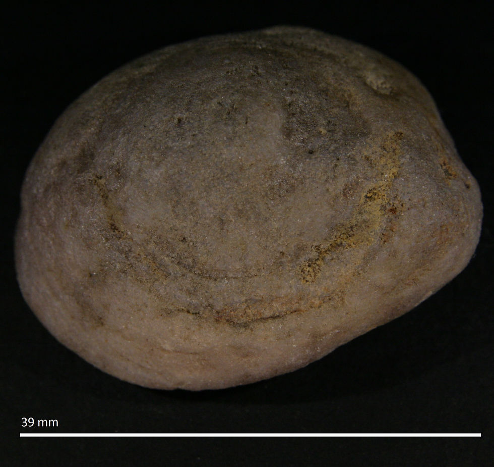 2.14.b. Aulocopium aurantium