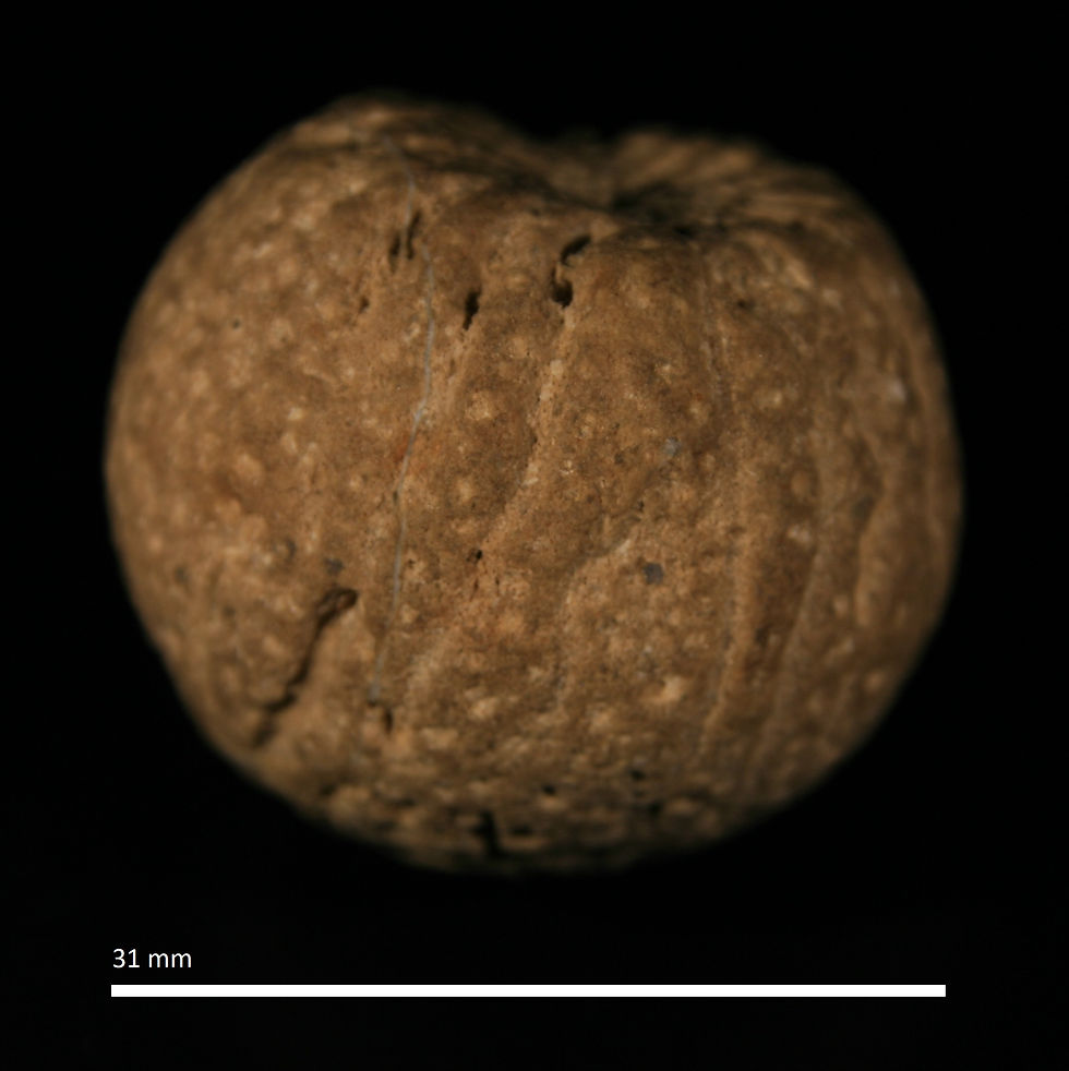 46.1. Astylospongia praemorsa