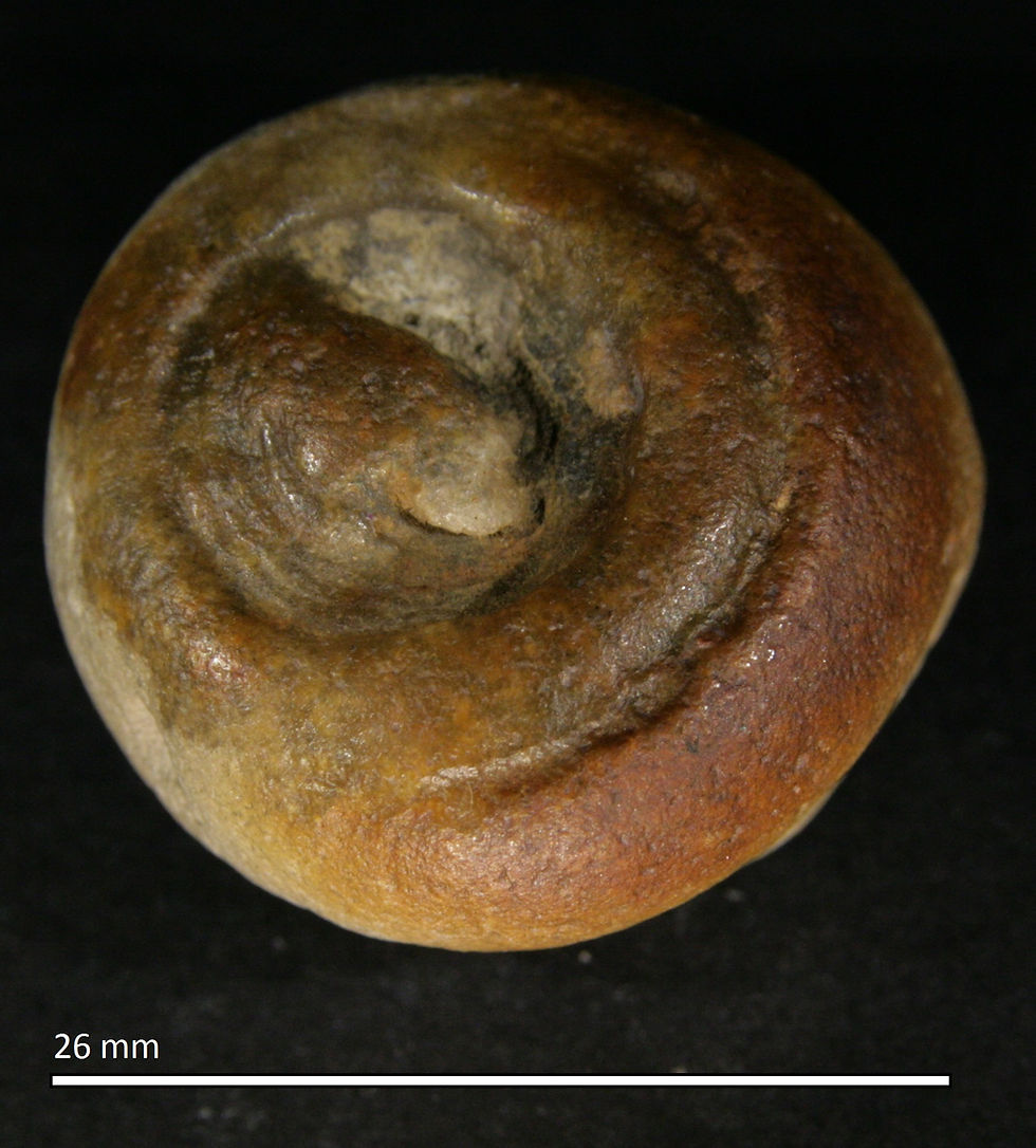4.14.a. Aulocopium aurantium