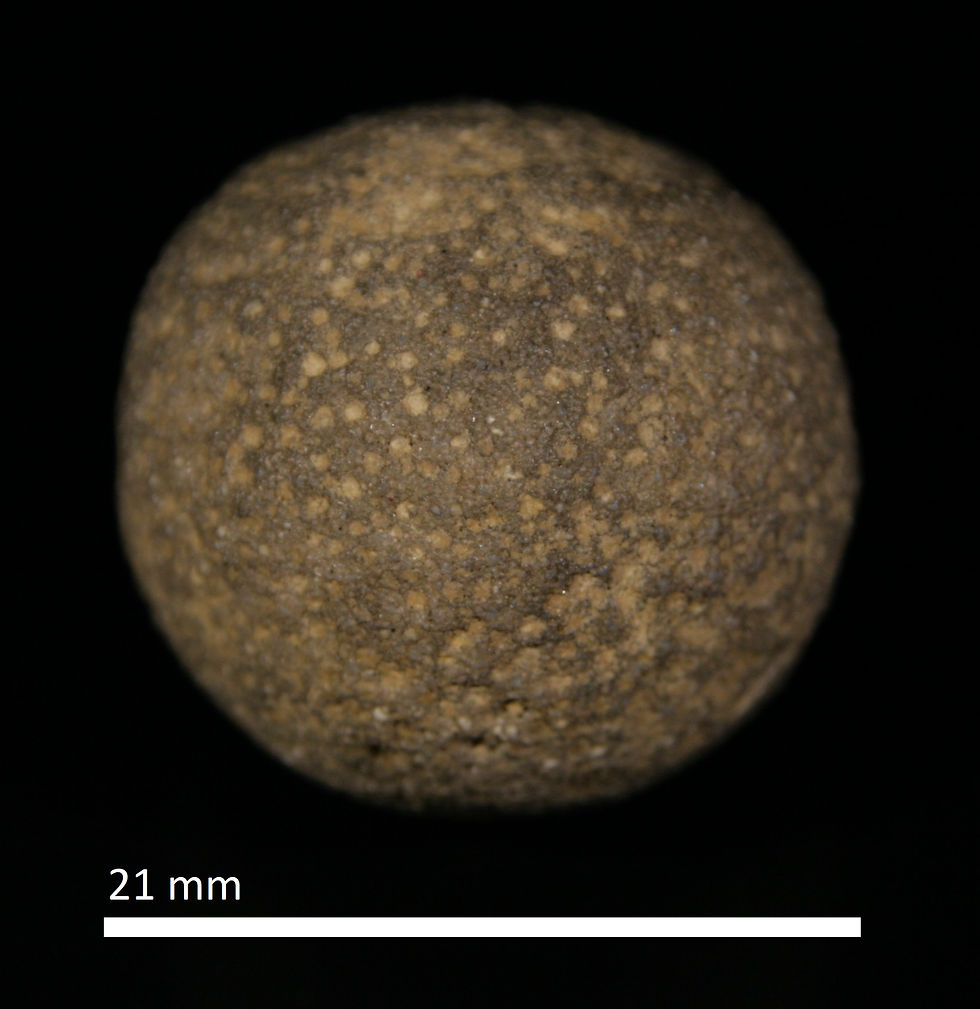 88.9. Carpospongia globosa