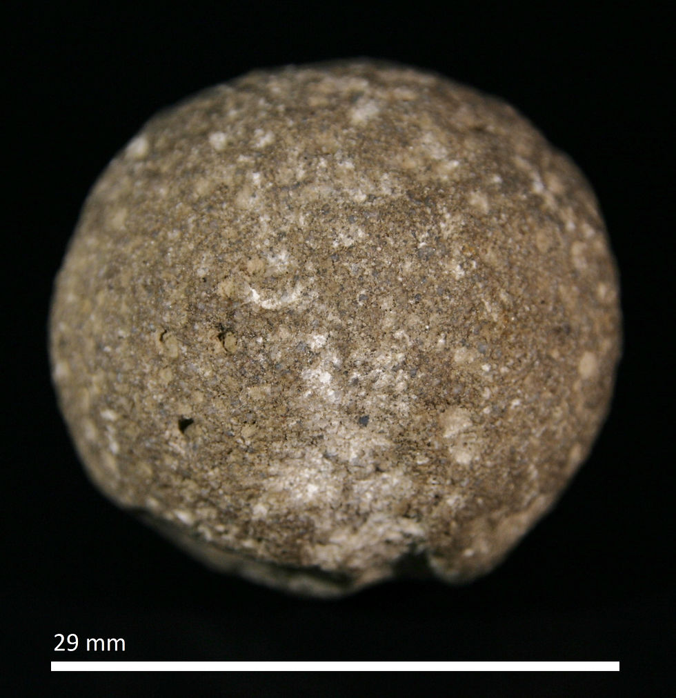 116.9. Carpospongia globosa