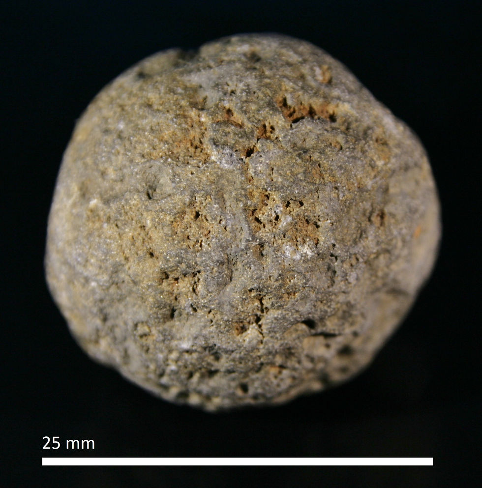 115.9. Carpospongia globosa
