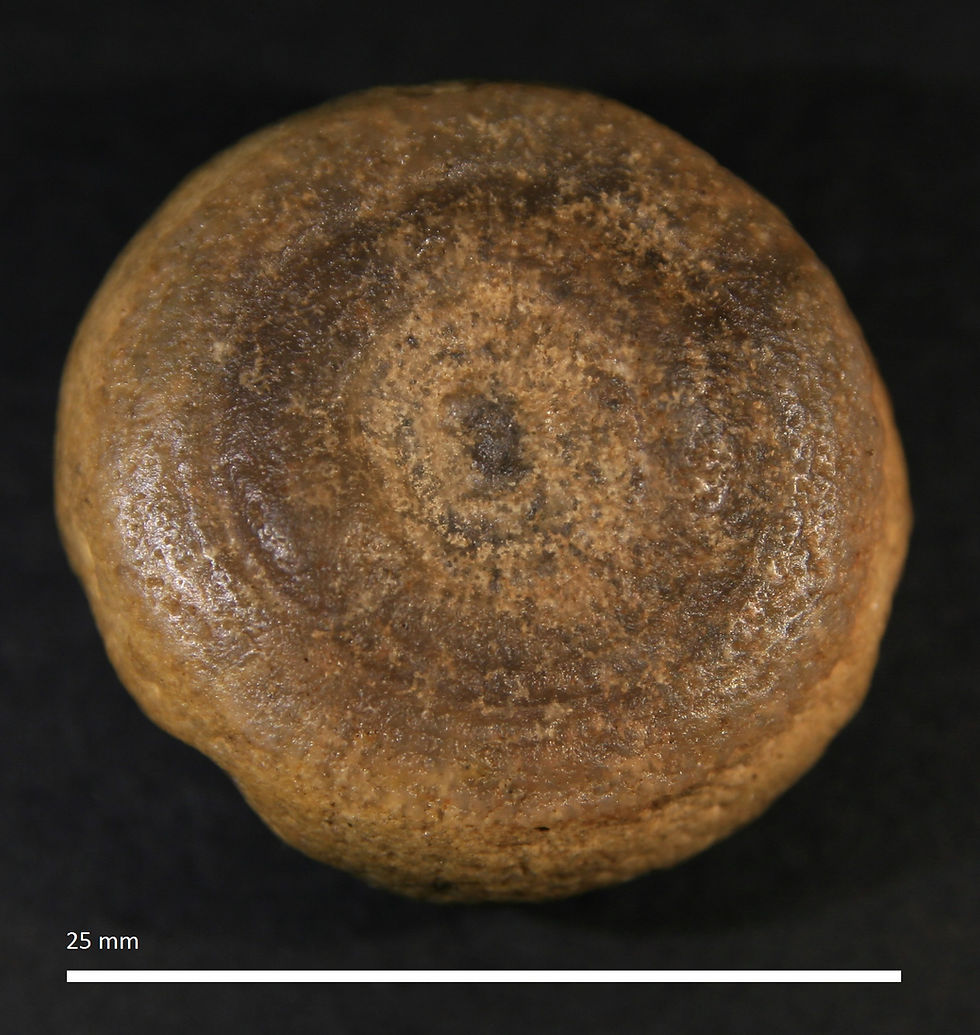 7.14.a. Aulocopium aurantium
