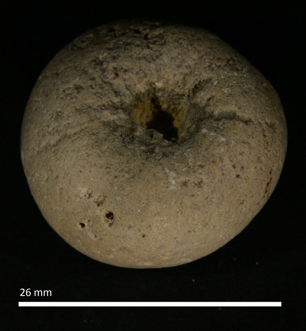 4.14. Aulocopium aurantium