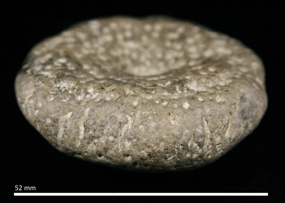 59.14.b. Aulocopium aurantium