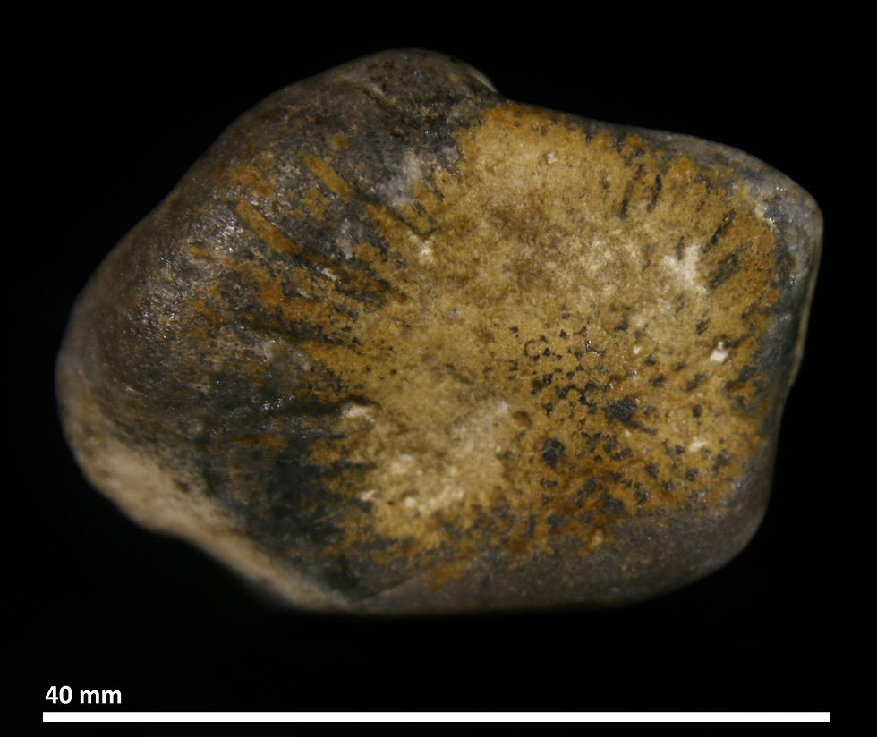 106.14. Aulocopium aurantium + Coelosphaeridium sp.