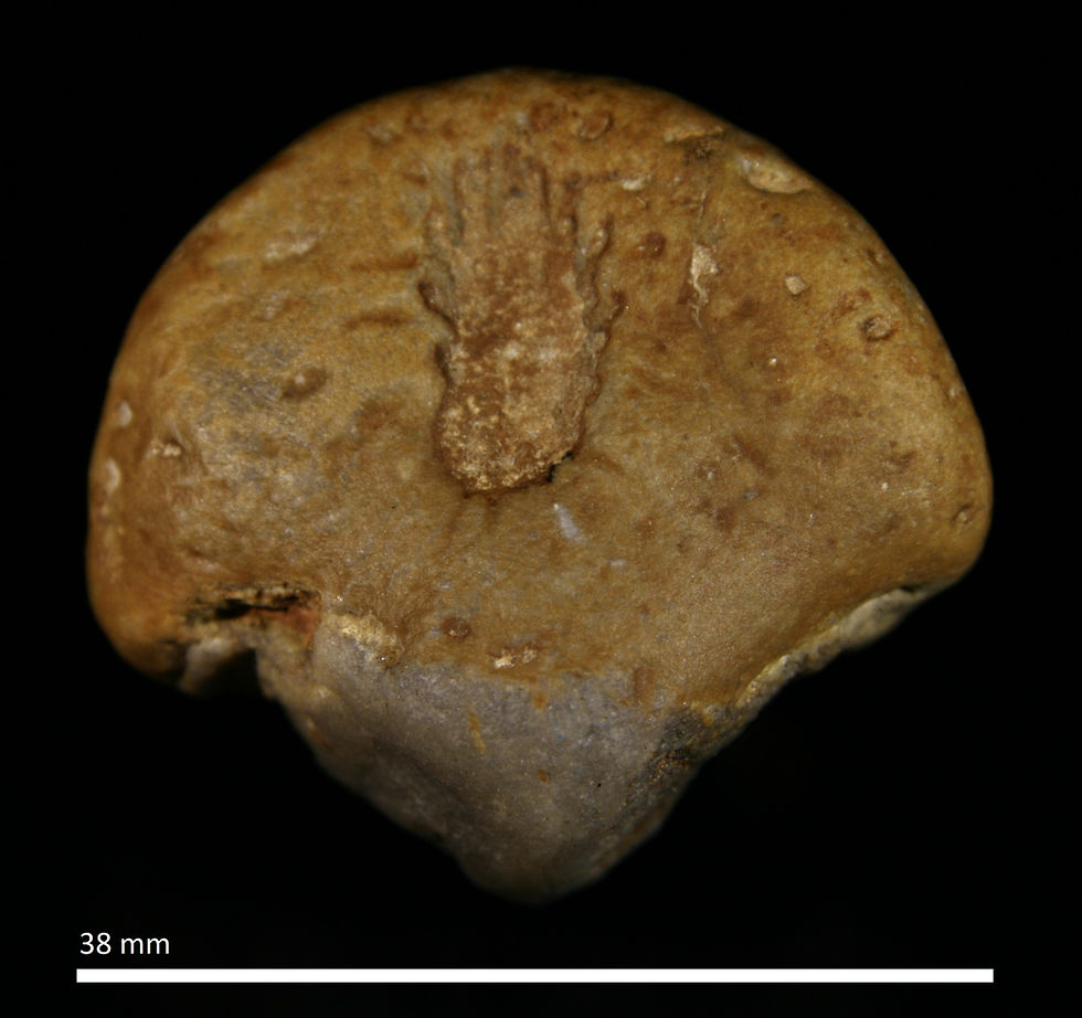 45.14. Aulocopium aurantium