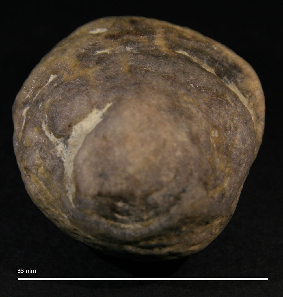 6.14.b. Aulocopium aurantium