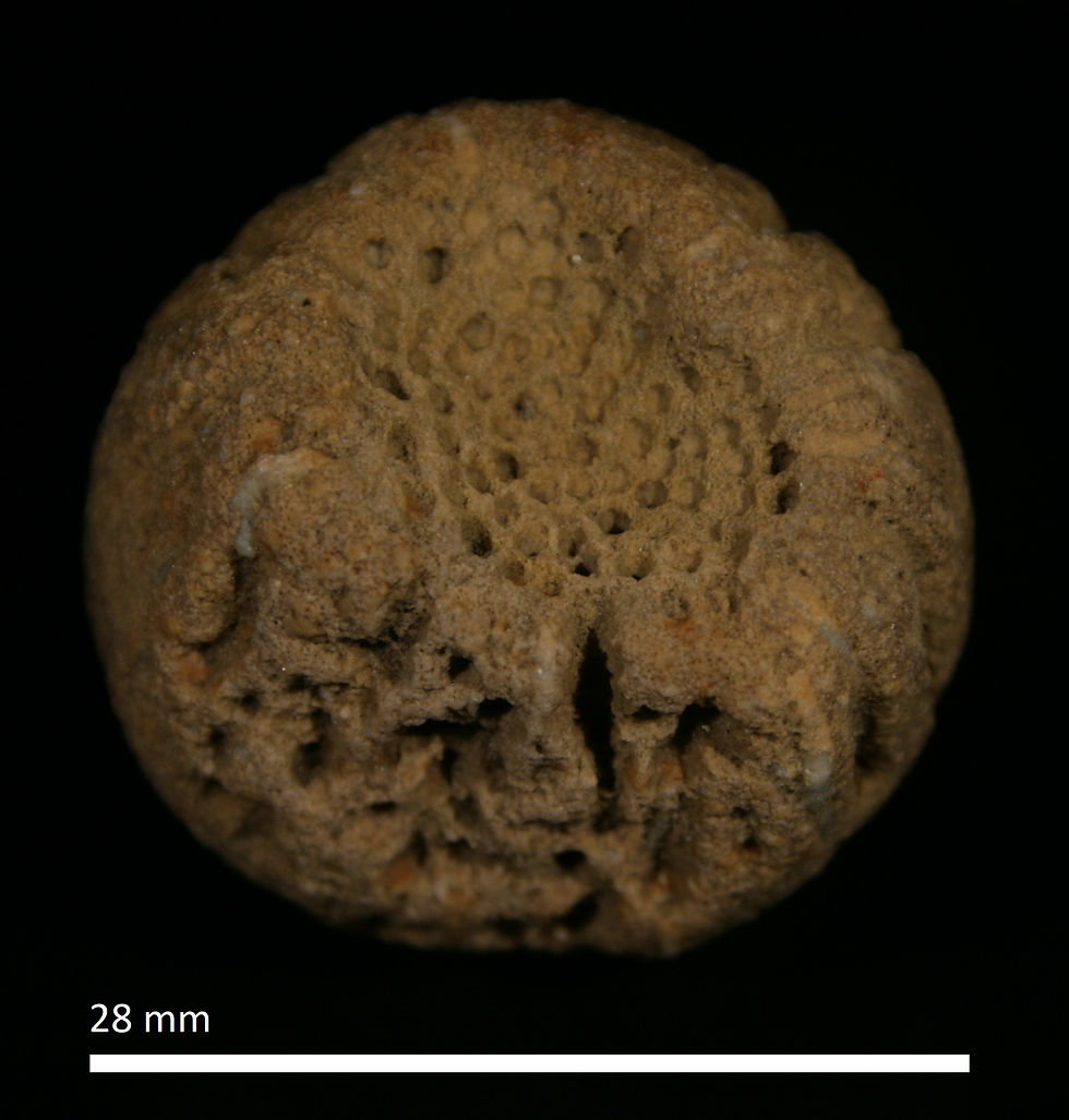 90.1. Astylospongia praemorsa