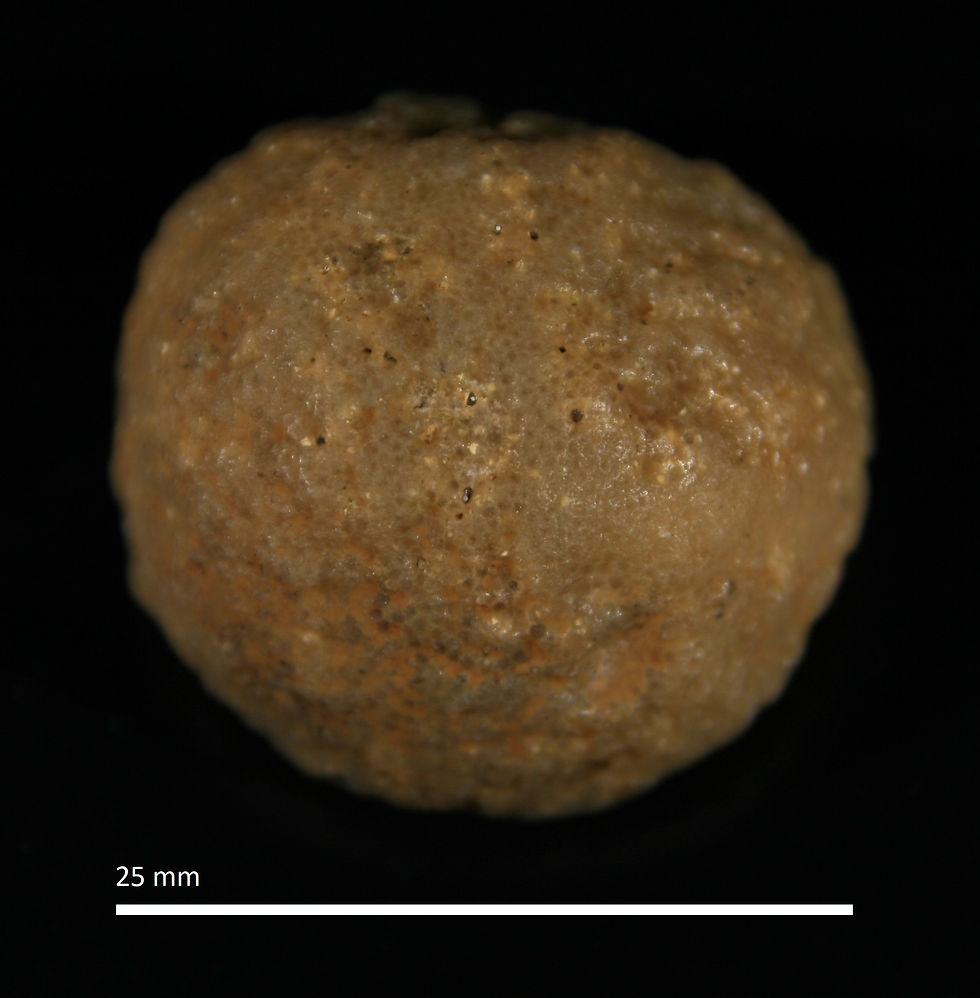 26.27.a. Hindia sphaeroidalis