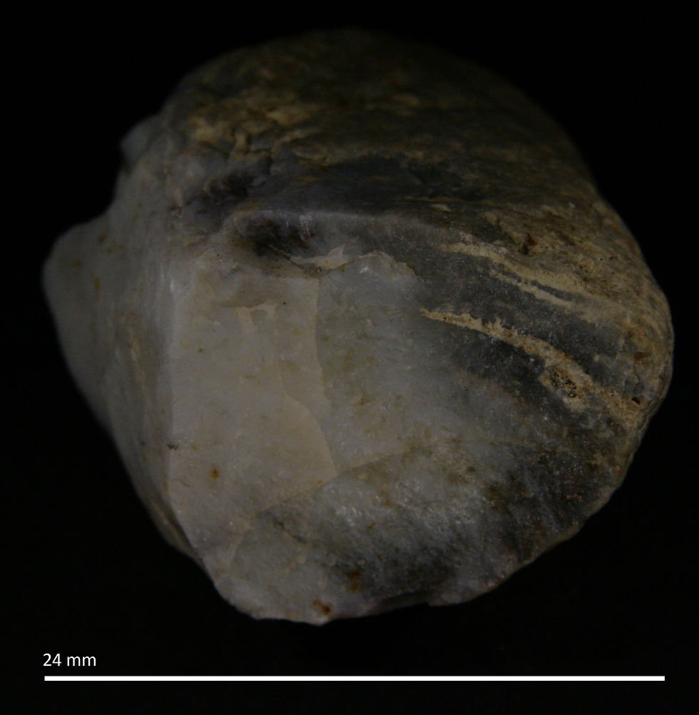 3.14.a. Aulocopium aurantium