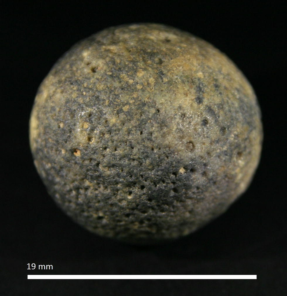 34.9. Carpospongia globosa