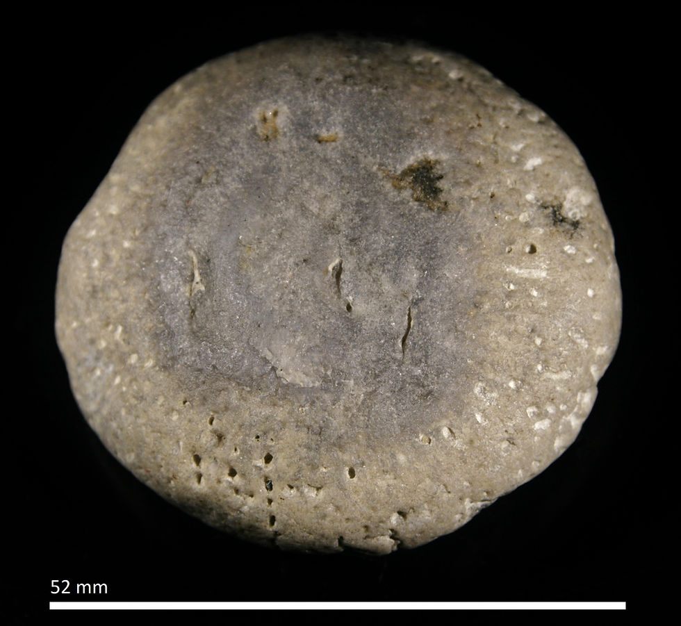 59.14.a. Aulocopium aurantium