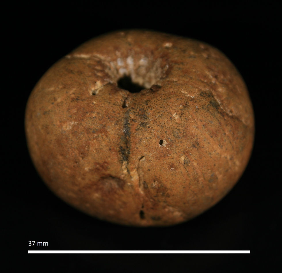 4.18. Aulocopella hemisphaericum