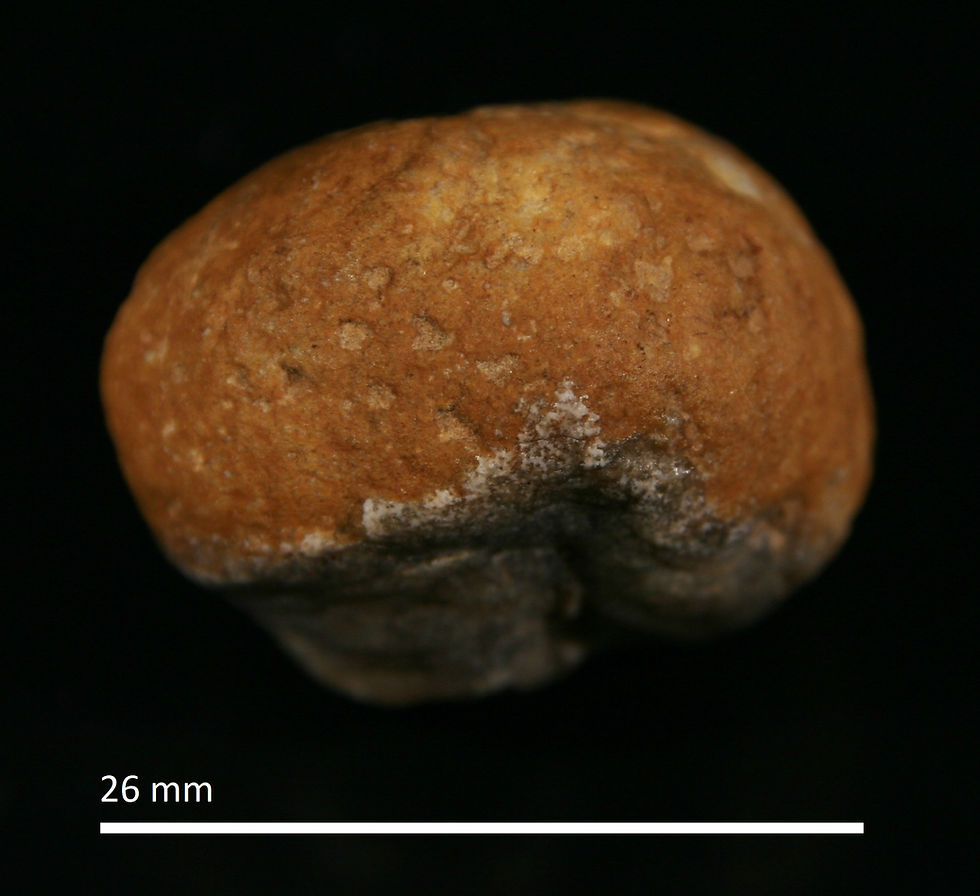 36.14.c. Aulocopium aurantium