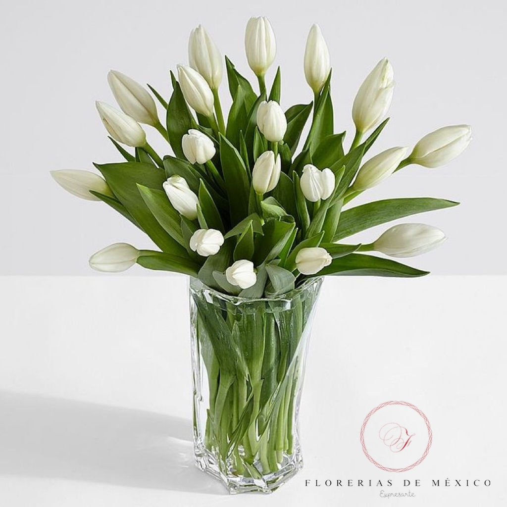 FLORERO 20 TULIPANES