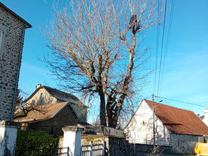 Taille arbre