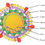 Thumbnail: HEPATITIS C RAPID