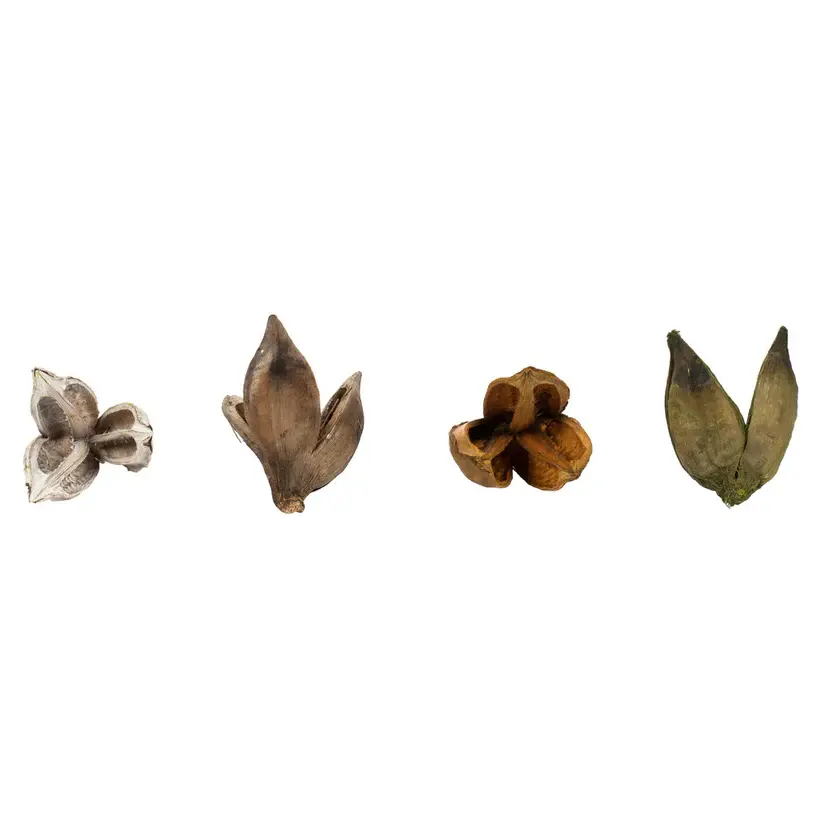Sora Pods Assorted