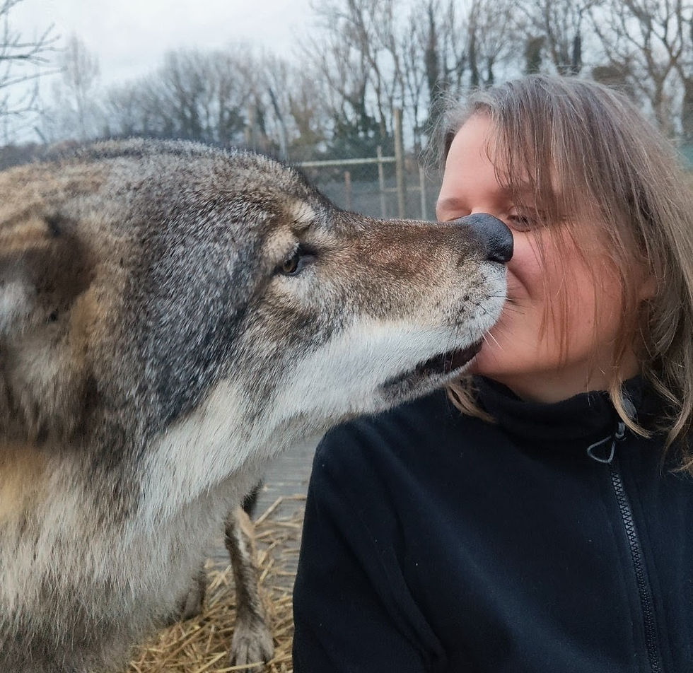 Cathy - Halo of the Moon being kissed by a Brown Wolf