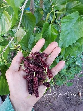 Pakistani mulberries.png