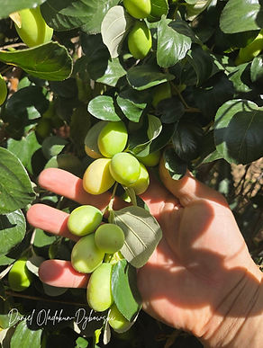 East Indian Jujube.jpg