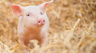 newborn-pig-hay-straw.jpg