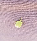 Plant Insect.jpg